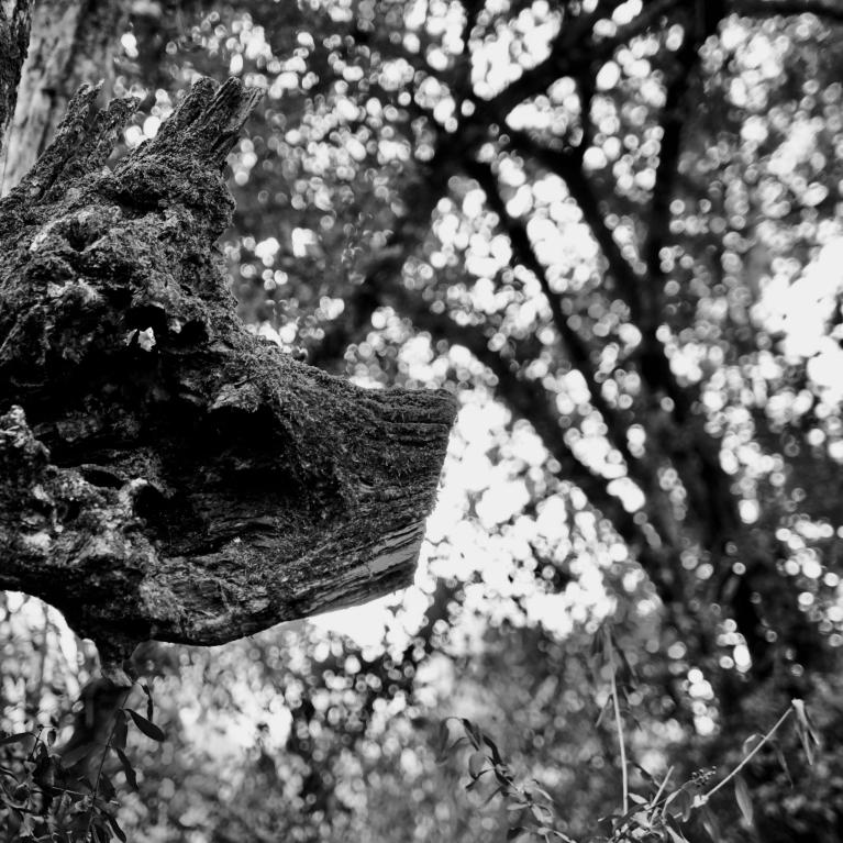 Paréidolie en forêt, le chien. Tirage 20x30 sur papier Fineart. Hahnemühle Fineart Pearl 285gr. Serie limitée à 10 ex. Prix 90 euros