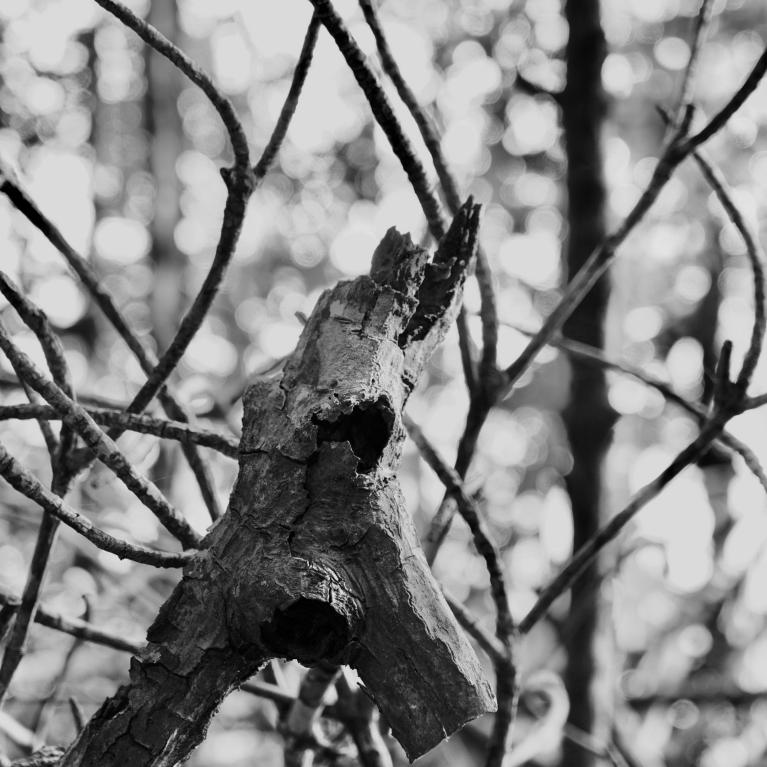 Girafe - Tirage 20x30 sur papier Fineart. Hahnemühle Fineart Pearl 285gr. Serie limitée à 10 ex. Prix 90 euros